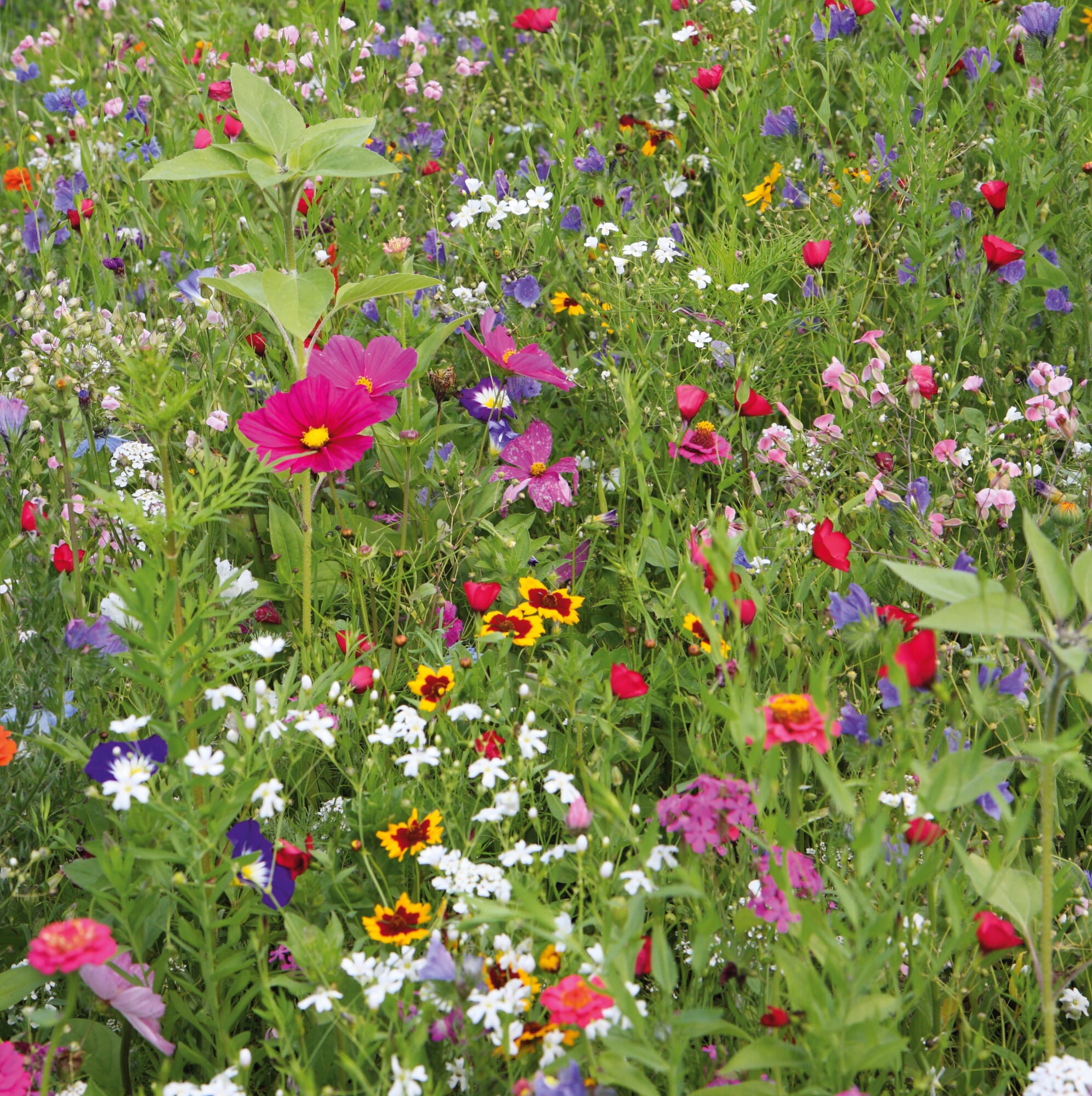 Blumensamen Mssinger Balkonkastenmischung | Manufactum