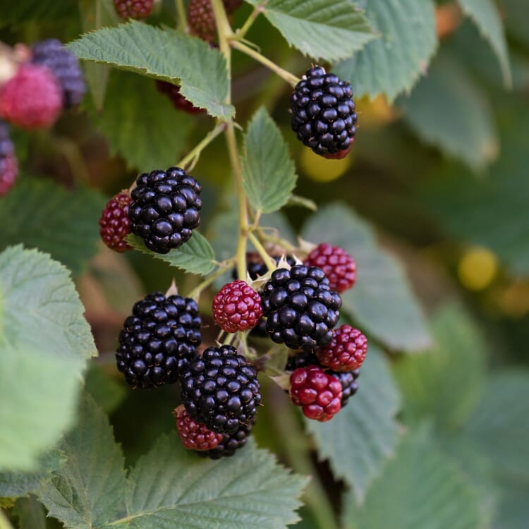 Beerenstrauch Brombeere 'Chester Thornless'