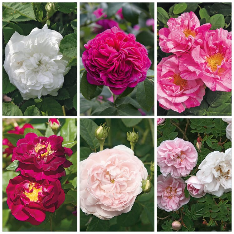 Rosenhecke Bauerngarten