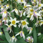 Bulbes de tulipe du Turkestan