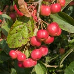 Zierapfel 'Red Sentinel'