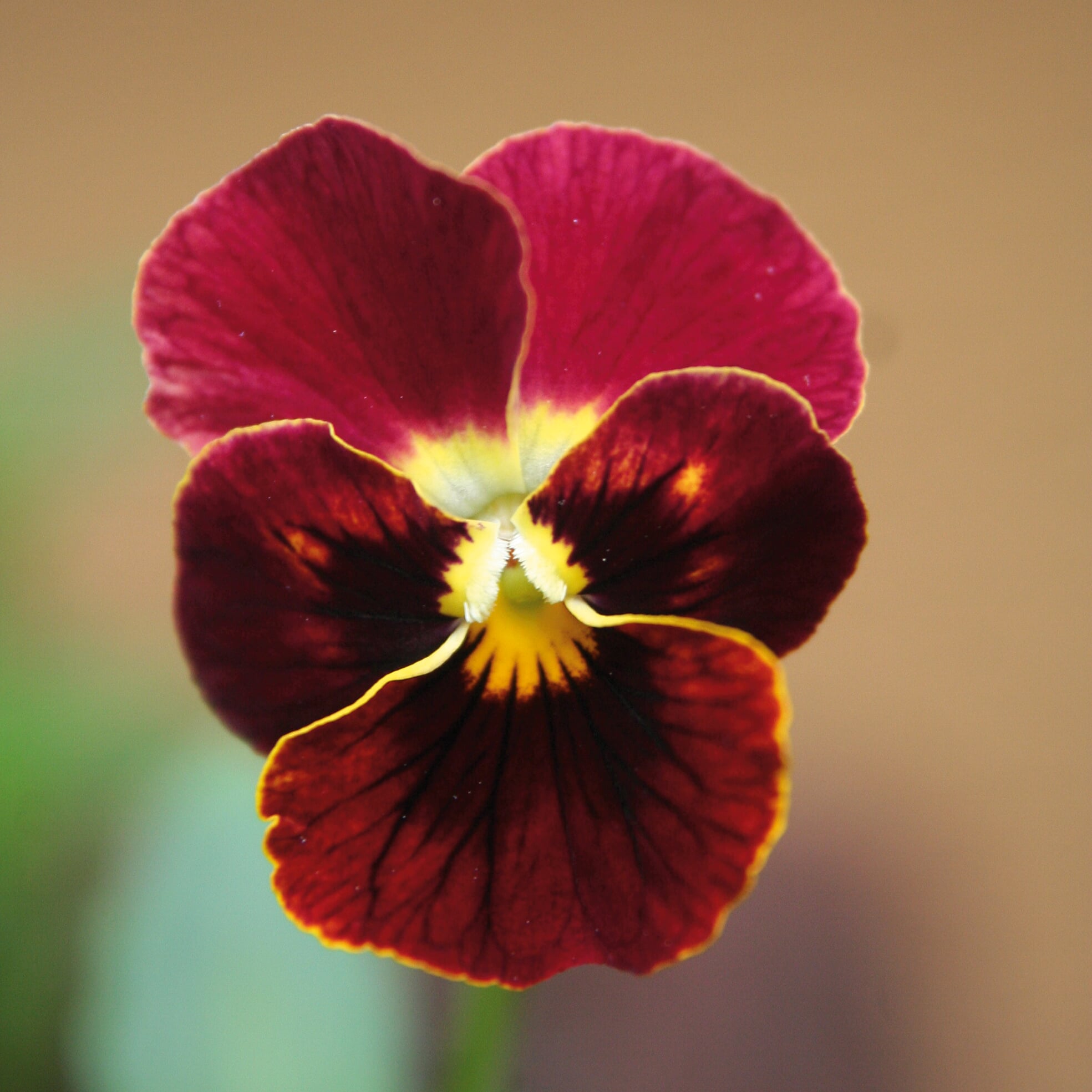 Blumensamen Historische Hornveilchen | Manufactum