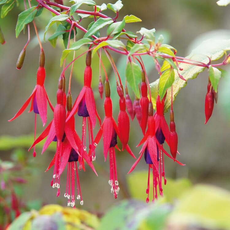 Ziergehölz Winterharte Fuchsie