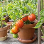 Gemüsesamen Tomaten für den Balkon