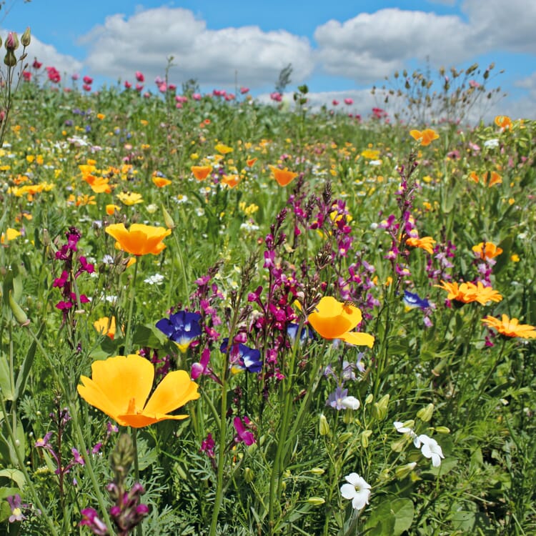 Blumensamenmischung für Bienen und Schmetterlinge im Siedlungsbereich