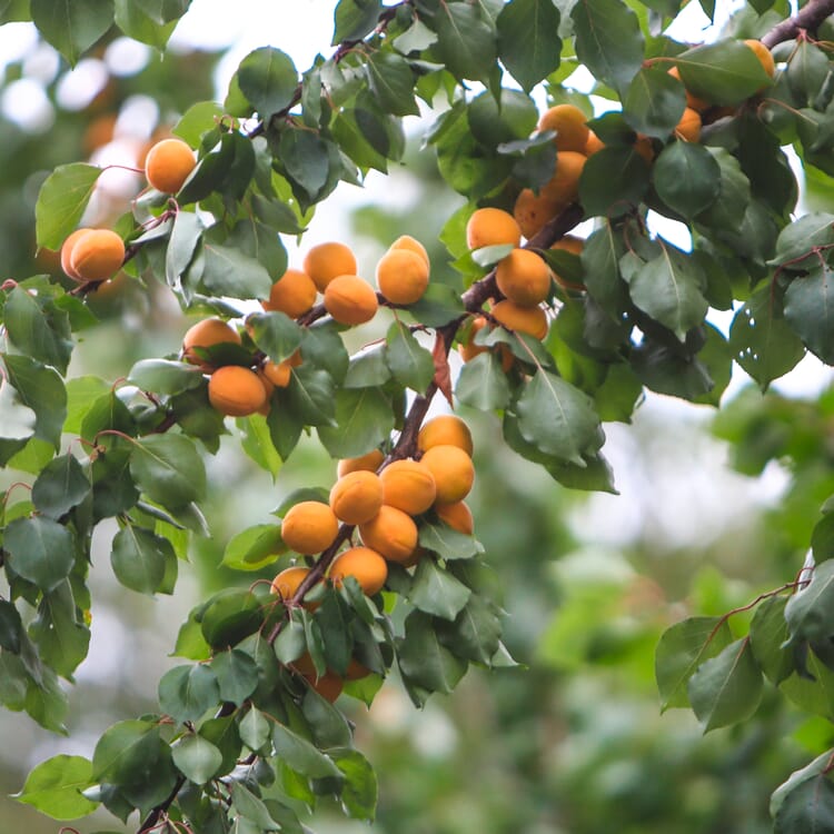 Obstgehölz Wilde Marille