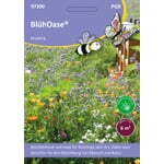 Mélange de semences Prairie fleurie pour insectes utiles toute l'année