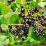 Beerenstrauch Schwarze Johannisbeere 'Noir de Bourgogne'