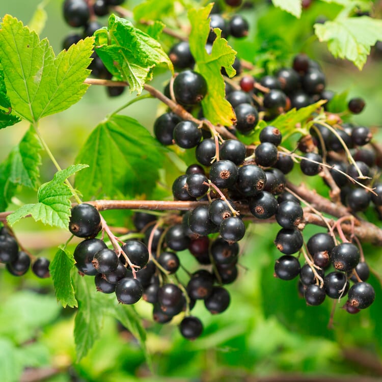 Beerenstrauch Schwarze Johannisbeere 'Noir de Bourgogne'