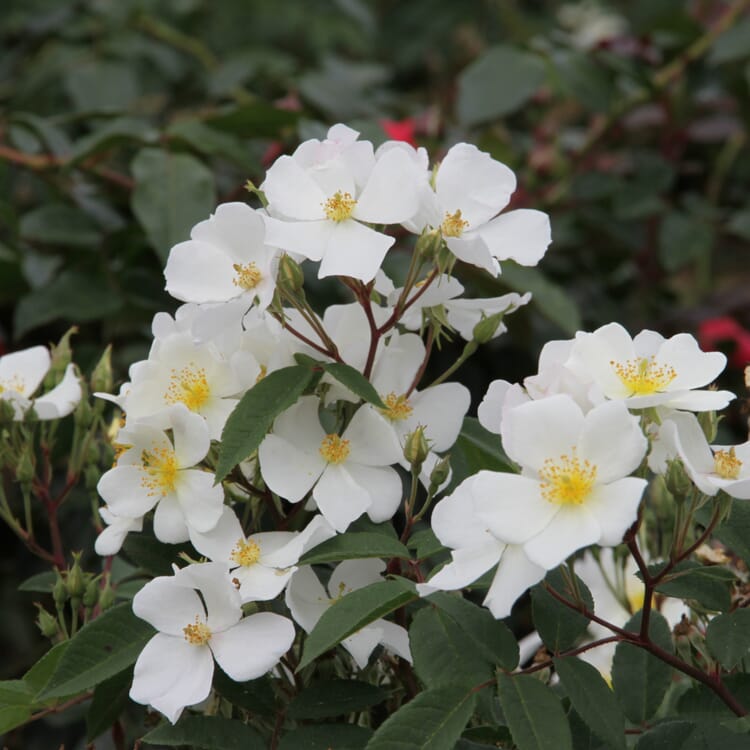 Bienenrose 'Musquée sans Soucis'®