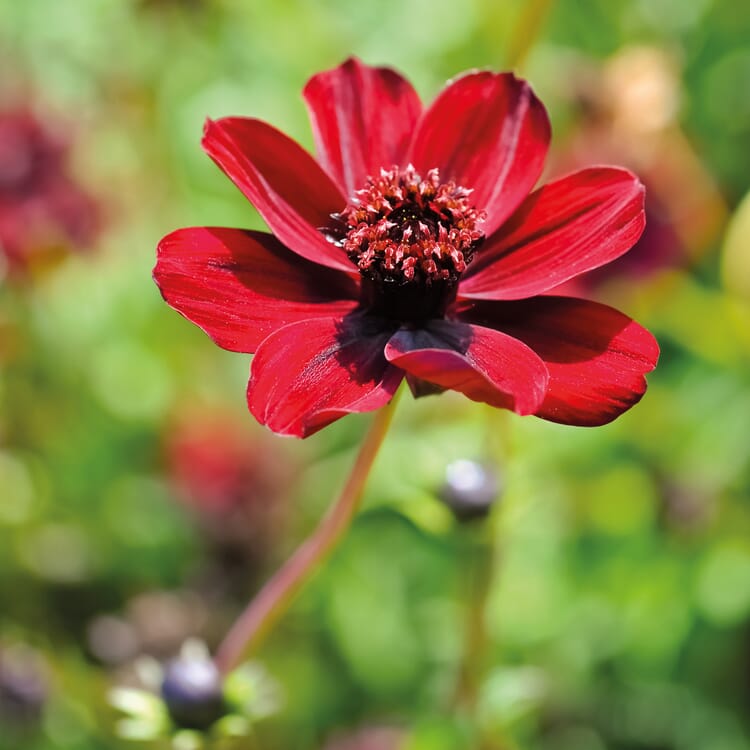 Blumenzwiebeln Schokoladen-Kosmee