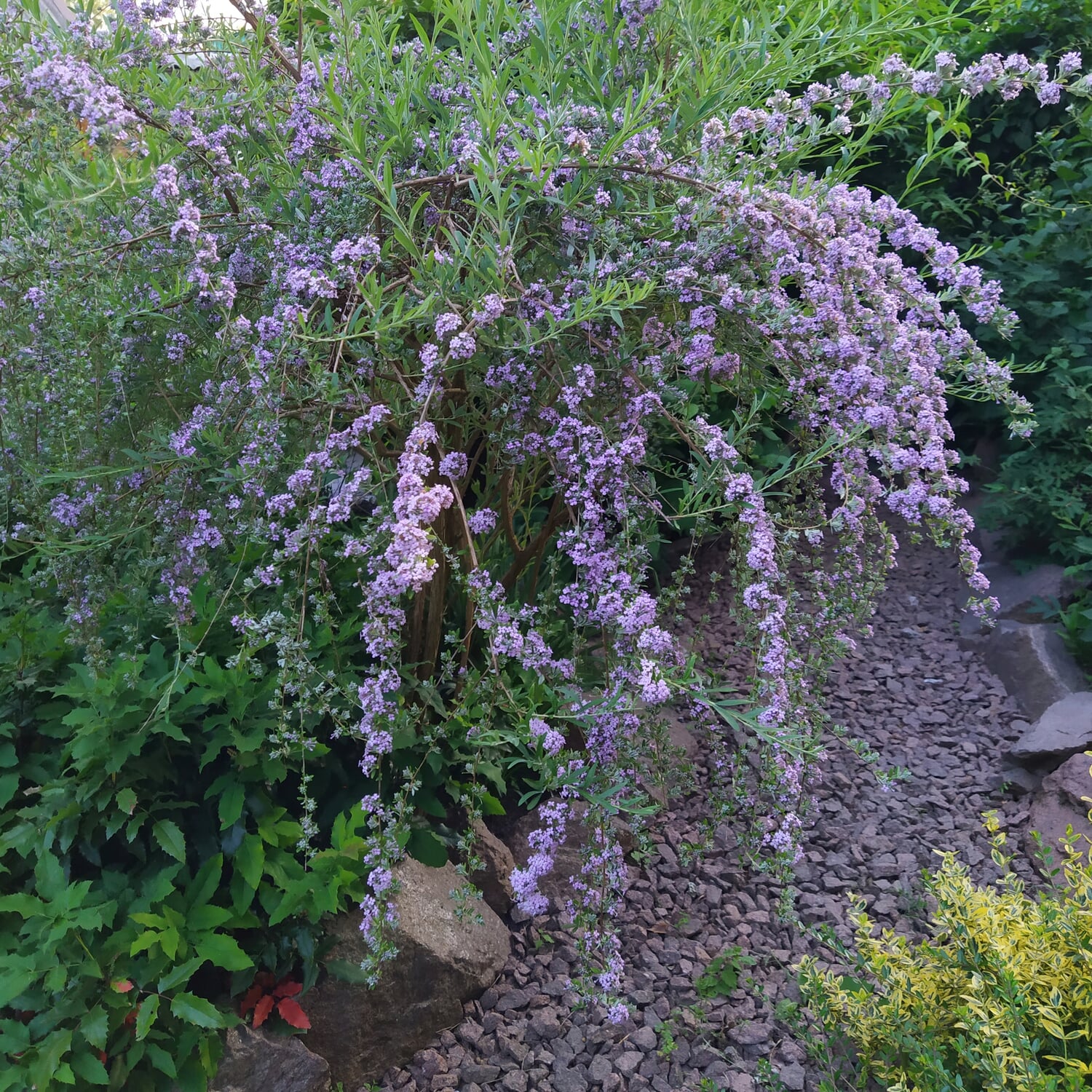 Ziergehölz Hänge-Buddleie, (Buddleja alternifolia)