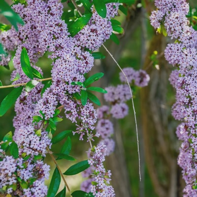 Ziergehölz Hänge-Buddleie, (Buddleja alternifolia)