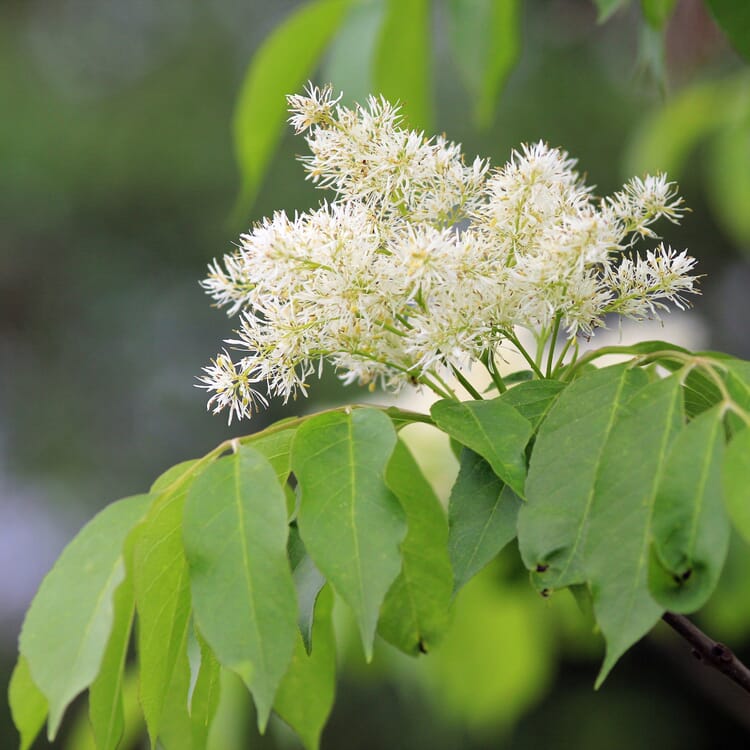 Klimabaum Blumenesche