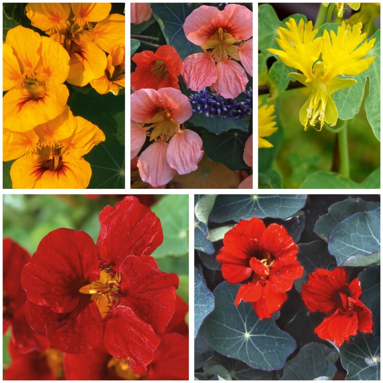 Graines de fleurs Capucine historique