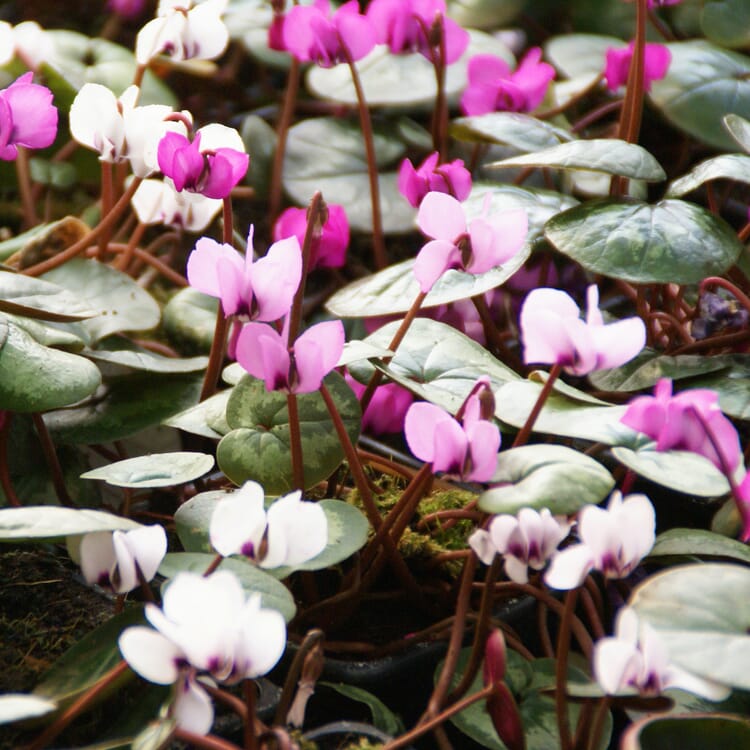Bulbes à fleurs Cyclamen à floraison hivernale