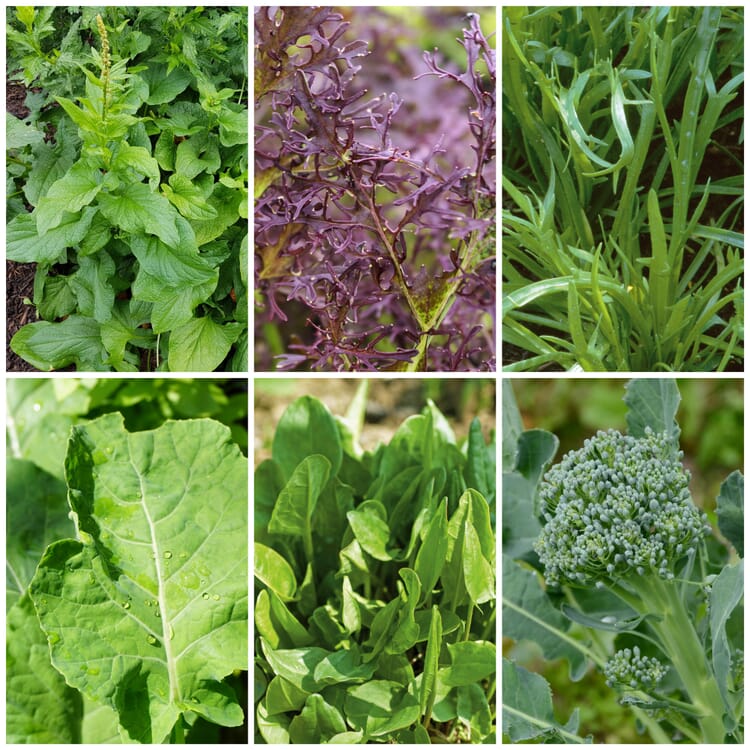 Graines de légumes sauvages