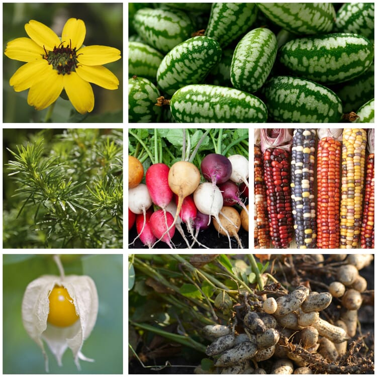 Saatgut Gemüse und Blumen für Kinder