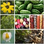 Semences de légumes et de fleurs pour enfants