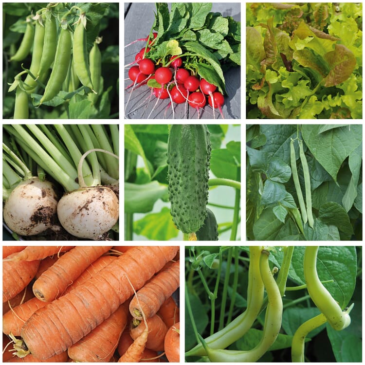 Graines de légumes Légumes de jardin Anciennes variétés de pays