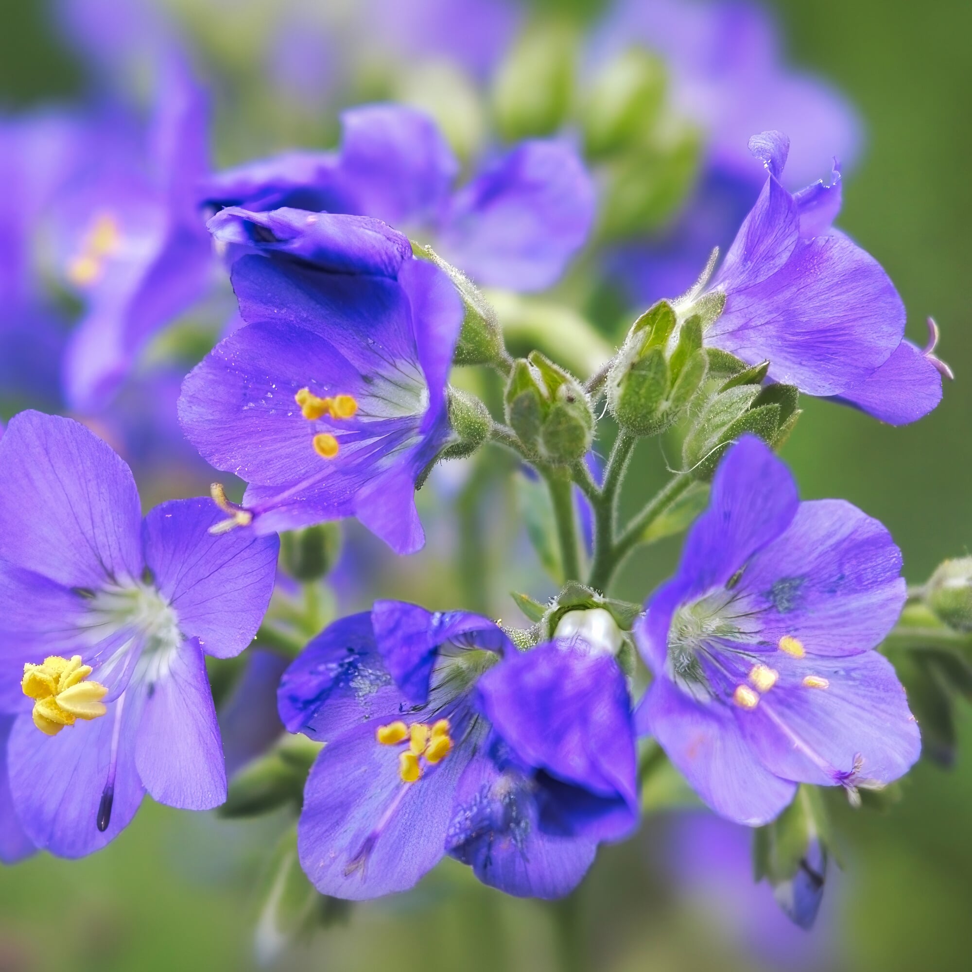 Saatgutset im Holzkstchen, Heimische Blumen | Manufactum