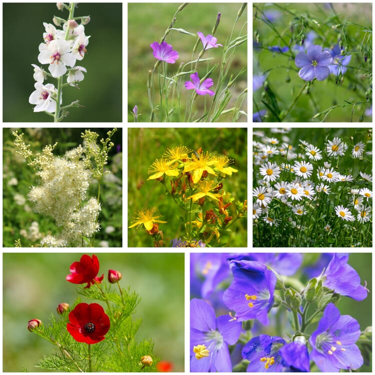 Saatgutset im Holzkästchen, Heimische Blumen