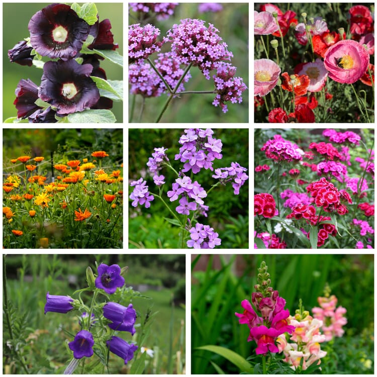 Saatgutset im Holzkästchen, Bauerngartenblumen