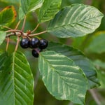 Native woody plant Faulbaum