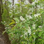 Inheemse houtachtige plant Faulbaum