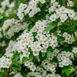 Native woody plant Invasive hawthorn