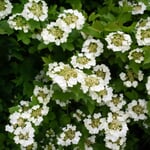 Native shrub Common viburnum 'Compactum'