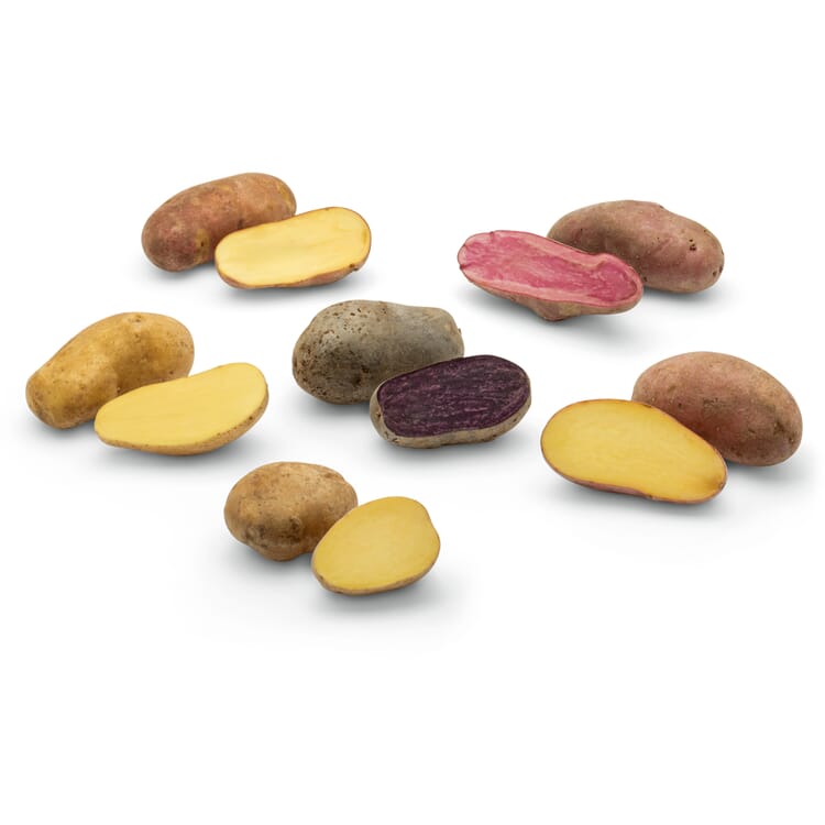 Aardappel zeldzaamheden nieuwe variëteiten 2026