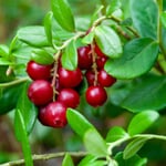 Cranberry 'Howes' berry bush