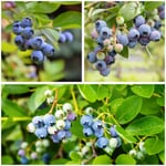 Berry bushes Blueberry long harvest time