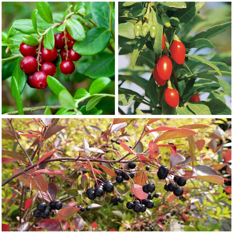 Superfood-Beerenpaket (3 Arten)