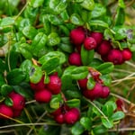 Airelle rouge 'Red Pearl', arbuste à baies