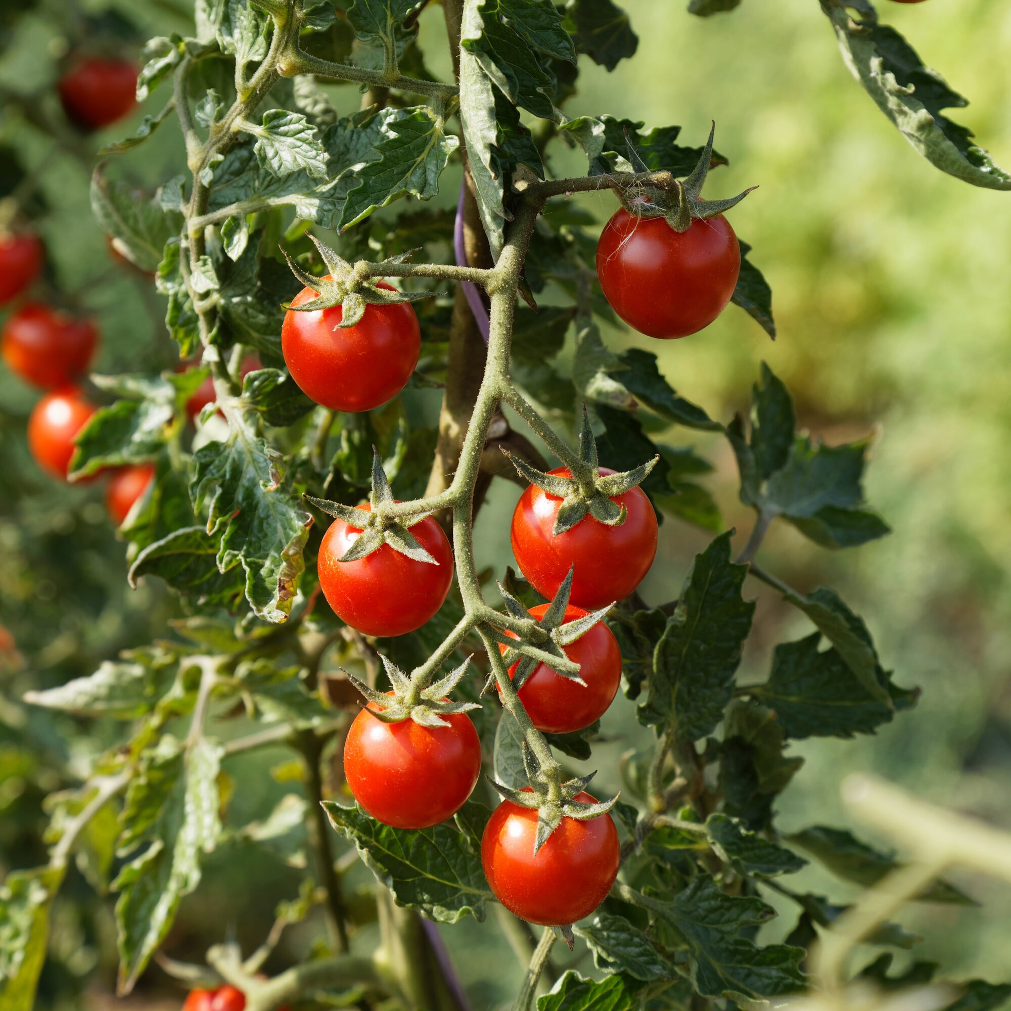Tomatensaatgut Besonders Wohlschmeckende Sorten | Manufactum