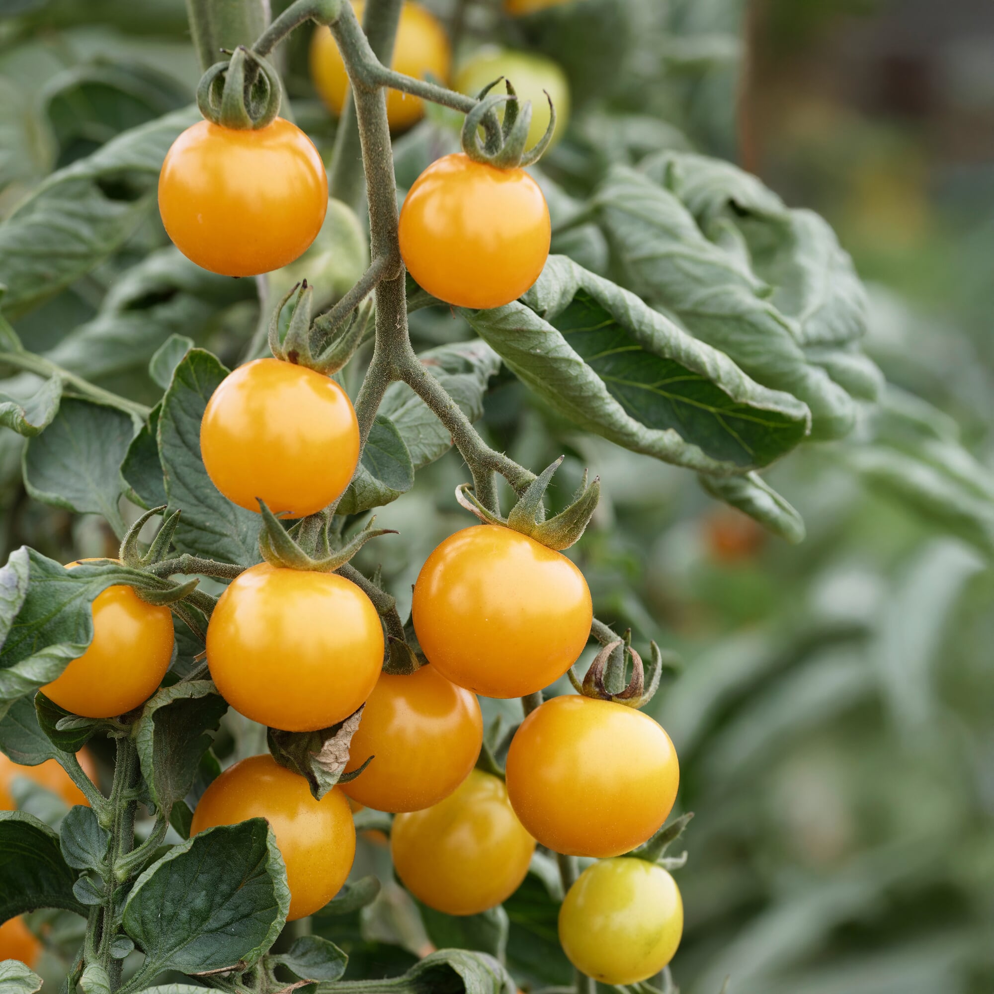 Tomatensaatgut Besonders Wohlschmeckende Sorten | Manufactum