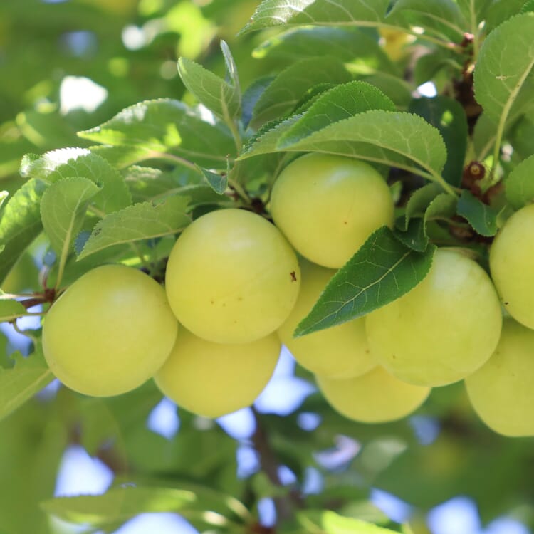 Obstgehölz 'Reneklode aus Oullins'
