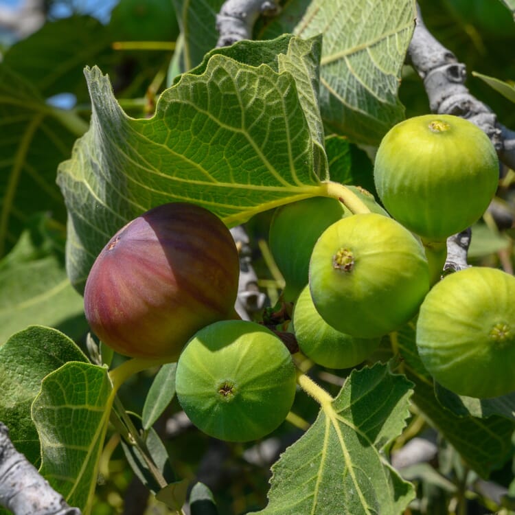 Obstgehölz 'Pfälzer Fruchtfeige'