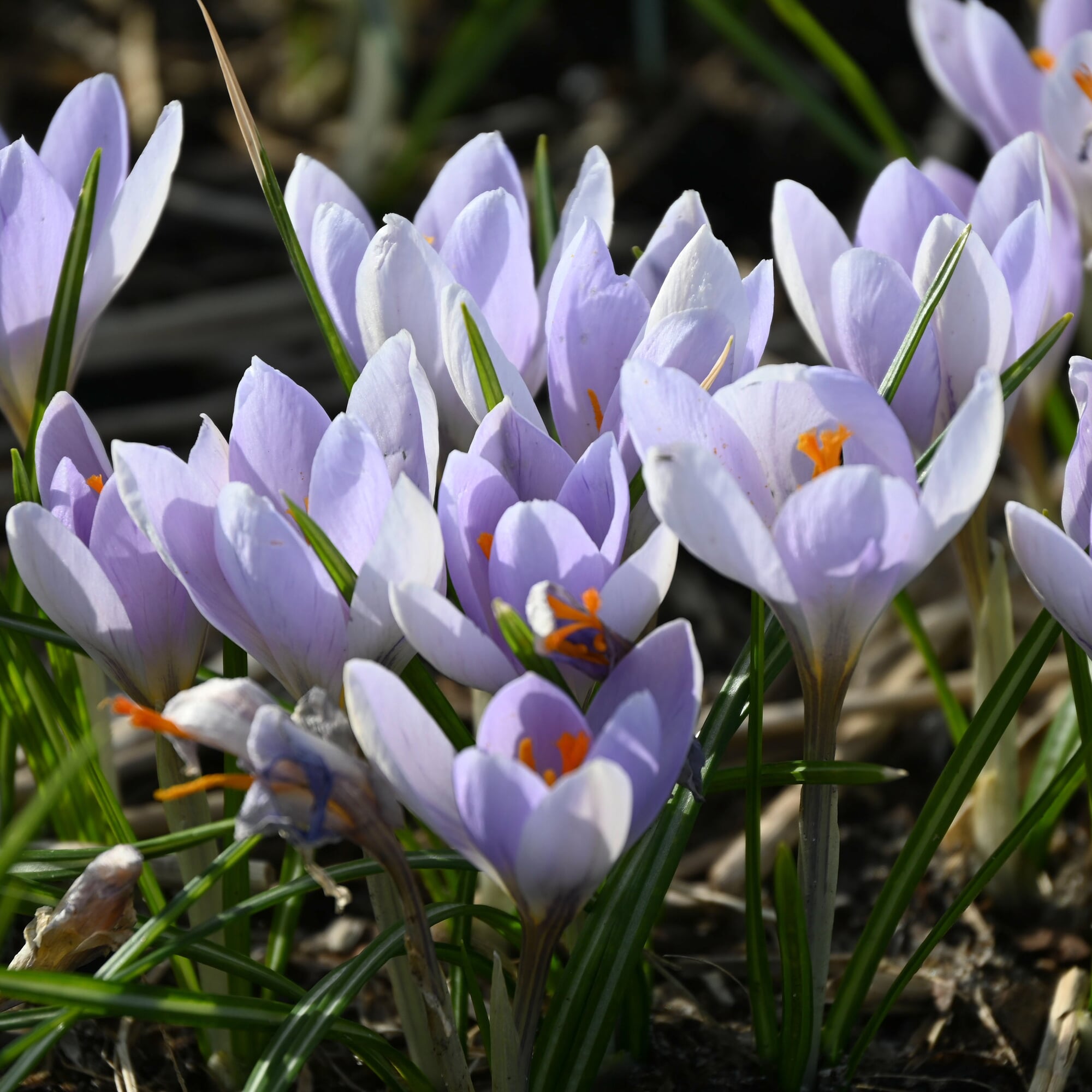 Crocus mixture | Manufactum