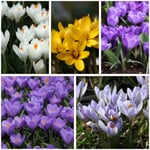 Mélange de crocus