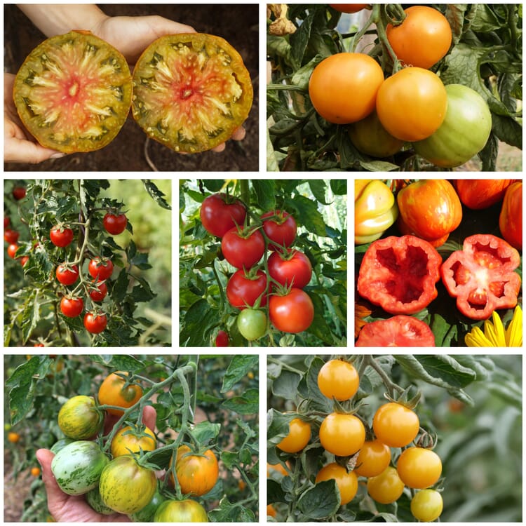 Tomatensaatgut Besonders Wohlschmeckende Sorten
