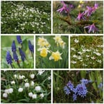 Bulbes de fleurs indigènes (set 2)