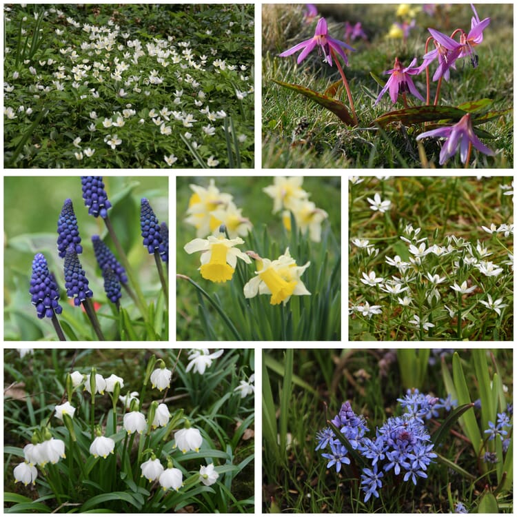 Bulbes de fleurs indigènes