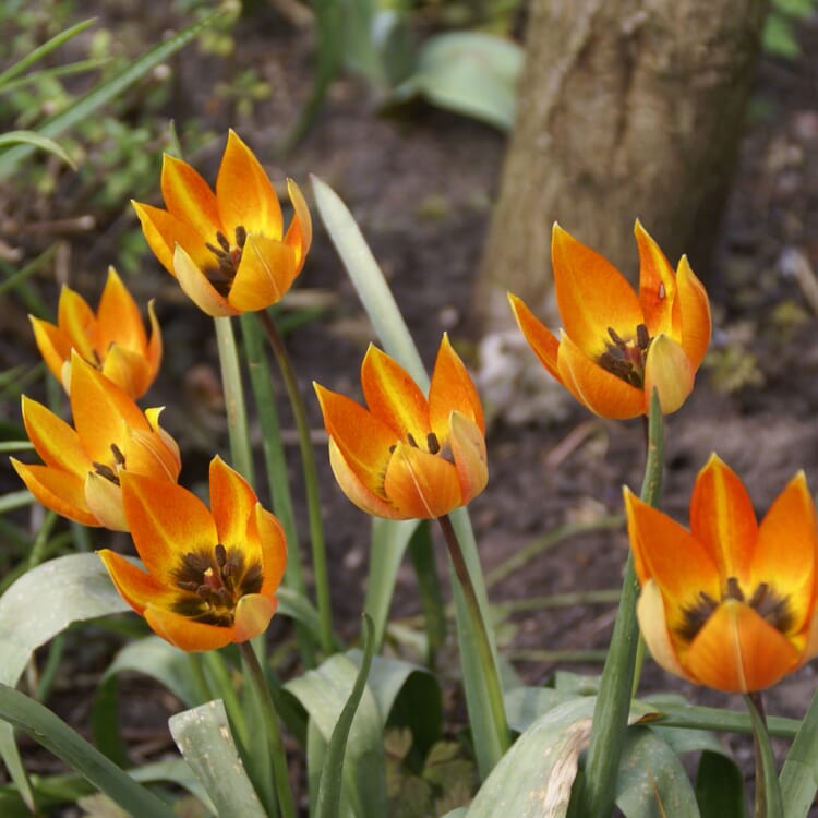 Feuertulpe