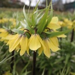 Kaiserkrone ’Early Sensation‘