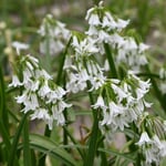 Bell leek