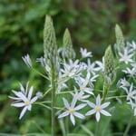 Caucasian Milk Star 'Sochi'