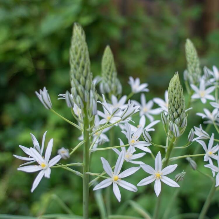 Caucasian Milk Star 'Sochi'
